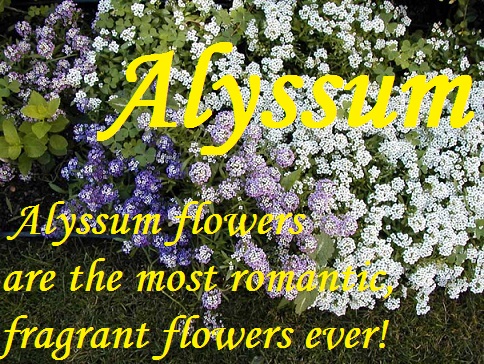 5/8 Dram(Sample) Perfume Oil-Alyssum-Alyssum, Alyssum Fragrance,Alyssum Fragrance Oil, Alyssum sample,  Alyssum perfume, 
alyssum perfume oil, body oil, perfume sample, body oil sample, Alyssum body oil